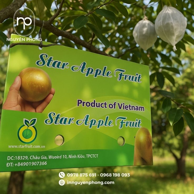 Công nghệ in hiện đại của thùng carton đựng vú sữa